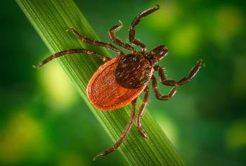 insect on a leaf