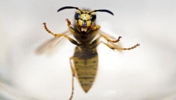 Bee